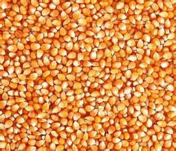 每年可生产两亿吨玉米为何还要进口？