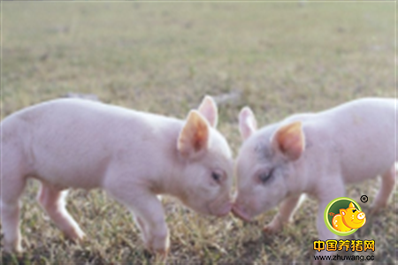外国猪肉愈加重视中国市场 猪肉进口量不断攀升