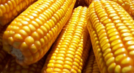 CBOT玉米期货收跌 因美国降雨