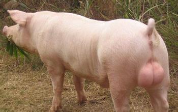 种猪的选购工作 挑选种公猪种母猪的技巧