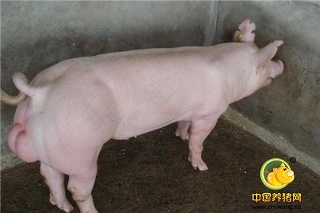发挥良种公猪遗传优势潜能的关键技术