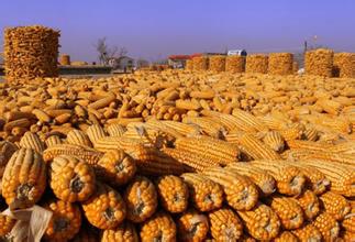 USDA预计玉米和大豆产量