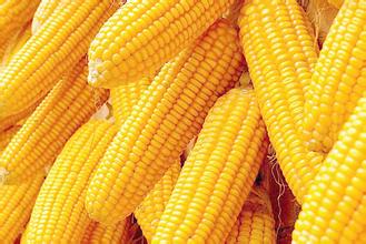 7月份华北玉米想再上涨不容易！