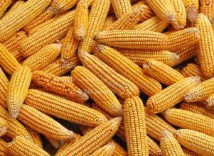 7月12日超期储存和蓆茓囤储存玉米交易结果