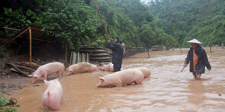 洪灾毁了那么多猪场 猪价要绝地反弹？