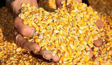 玉米临储拍卖正式开启 去库存进程加速