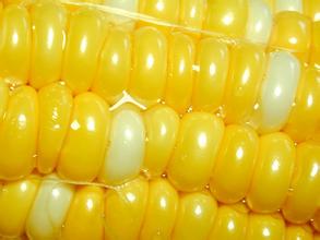 谷物类进口大减玉米供需形势改善