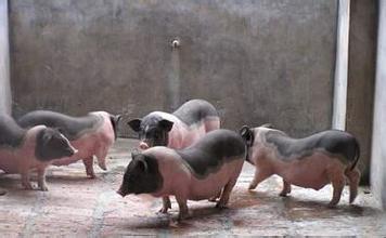 中国土猪保卫战：31个品种处于濒危和濒临灭绝