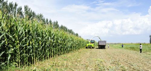 燕麦+青贮玉米=种植效益×养殖效益