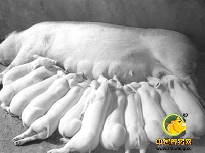 母猪群居住房的转型提高了母猪精细养殖的兴趣