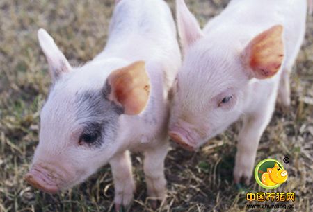 农业部鼓励企业持续开展地方猪品种选育