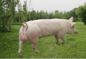 种公猪的质量直接影响着整个猪群生产素质，如何选择种公猪？