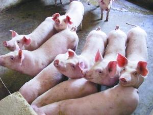 猪饲料防暑的方法，哪些饲料可以预防猪中暑？