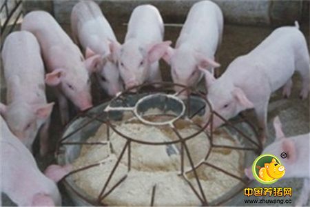 猪饲料调制注意事项，加工调制猪饲料应注意的问题