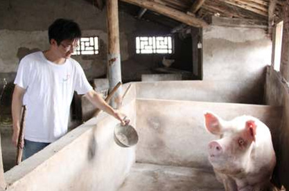大豆磷脂在猪饲料中的使用，大豆磷脂作猪饲料使用