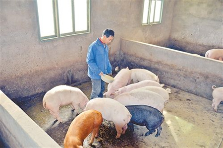 降低猪场臭气的方法，猪饲料改变可降低猪场气味