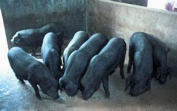 养猪朋友如何喂养大河乌猪种母猪