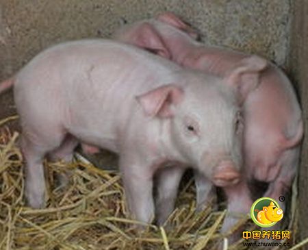 预防或治疗仔猪腹泻使用微生态制剂