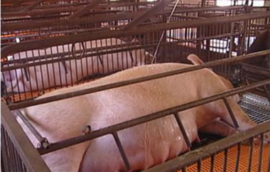 改良条缝地板设计 预计能提高母猪舒适度