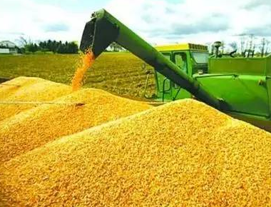 玉米口肥、穗肥怎么追才高产？