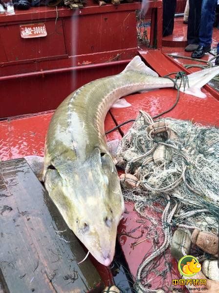 渔民在长江发现凶猛食肉鱼 体长2米重达200斤