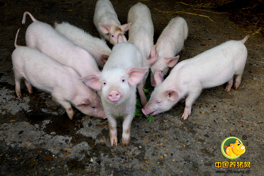 如何培育瘦肉率高的新品种猪