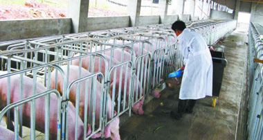 养猪场种猪选择的五个选育阶段