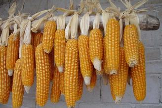 拍卖及新增轮换玉米供应 短期价格跌幅或有限