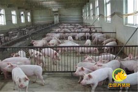广东原种猪场19年元旦前未净化伪狂 将取消种畜经营许可
