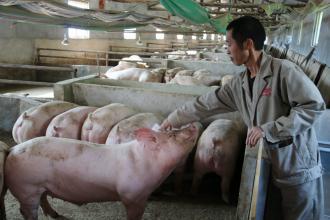 养殖户要继续关注生猪出栏体重与天气情况