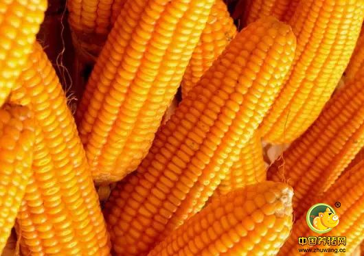 【玉米市场】拍卖轮换双拍齐下 玉米价格跌幅有限