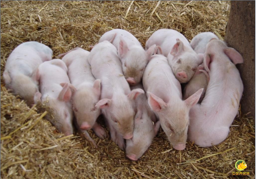 选用猪预混料的学问：猪只阶段、质量优劣以及预混料评价误区