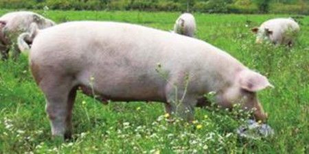 母猪存栏拐点已现 2017年春季猪价将大跌？