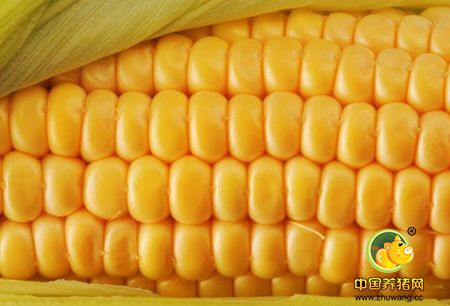 拉尼娜现象可能影响大豆及玉米产量