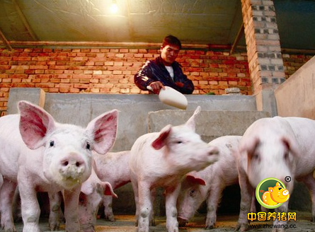 上半年饲料行业哪些事件与养猪人有关？
