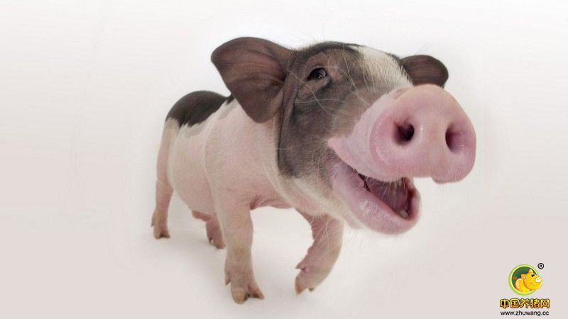 养猪场多段饲喂养猪新技术