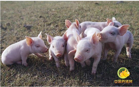 自配猪饲料的五点重要因素，必须做到位