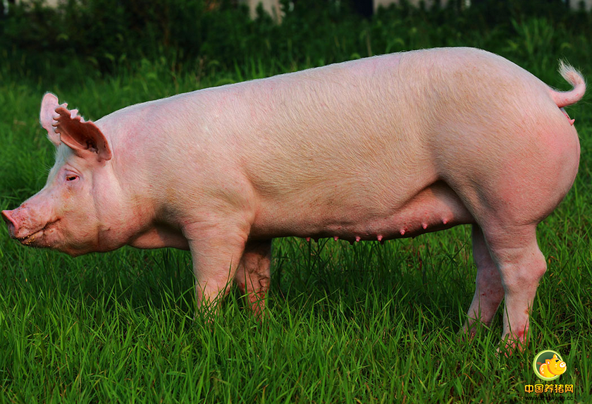 夏季养猪：令人头痛的母猪繁殖问题如何解决?