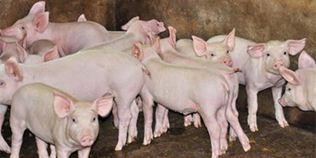 上半年生猪价格较去年同期大幅上涨 产能大幅下滑