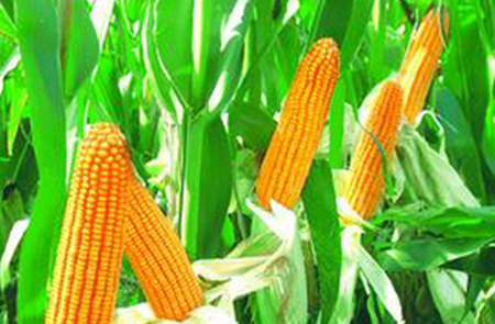 农业部：新玉米上市前玉米价格较为坚挺 未来上涨空间有限