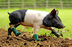 有机酸如何替代抗生素改善猪生长性能？