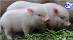 养猪问答：维生素C在养猪场有什么作用？