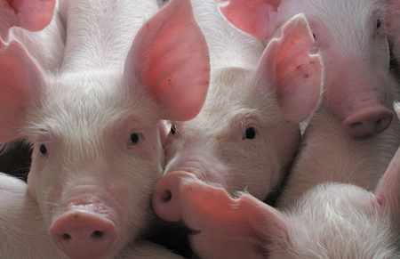 哈兽研疫病项目新进展 猪流行性腹泻防治有希望
