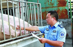 生猪屠宰检疫的操作及无害化处理