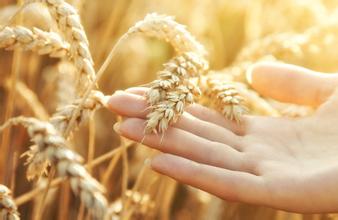 8月份小麦价格将迎上涨窗口