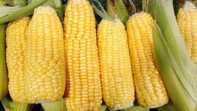 CBOT玉米期货收盘基本持平