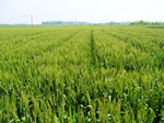 安徽省为何启动省级小麦“临储”