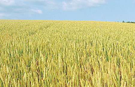 开工制约面企新麦消化 进口小麦力度持续不减