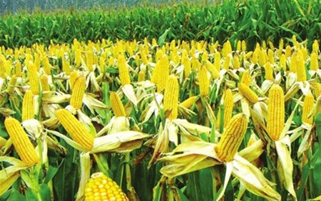 新季玉米上市 市场供给面临考验