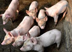美国屠宰能力吃紧 预计对十一月-十二月猪价产生压力